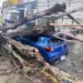 Atiende Gobierno de Toluca reportes por caída de árboles derivada de las lluvias y fuertes vientos