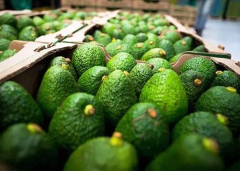 Garantiza Sheinbaum seguridad a inspectores de EU y empacadores de aguacate