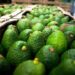 Garantiza Sheinbaum seguridad a inspectores de EU y empacadores de aguacate