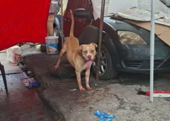 Muere hombre tras ataque de pitbull afuera del Metro Indios Verdes