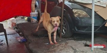 Muere hombre tras ataque de pitbull afuera del Metro Indios Verdes