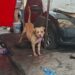 Muere hombre tras ataque de pitbull afuera del Metro Indios Verdes