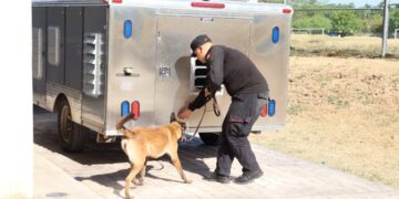 Obtienen binomios K-9 de la Guardia Estatal primeros lugares de su especialidad en certificación canina