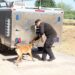Obtienen binomios K-9 de la Guardia Estatal primeros lugares de su especialidad en certificación canina