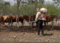 Intensifica Tamaulipas acciones de control en predios afectados por gusano barrenador
