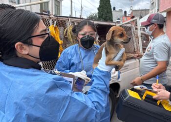 Rescatan en Toluca 11 animales durante cateo por presunto maltrato animal