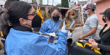 Rescatan en Toluca 11 animales durante cateo por presunto maltrato animal