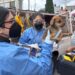 Rescatan en Toluca 11 animales durante cateo por presunto maltrato animal